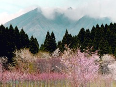 阿蘇の春