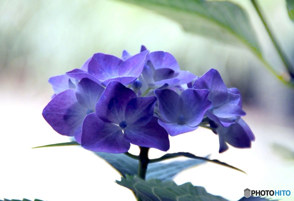 紫陽花