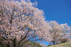 峠の山桜02