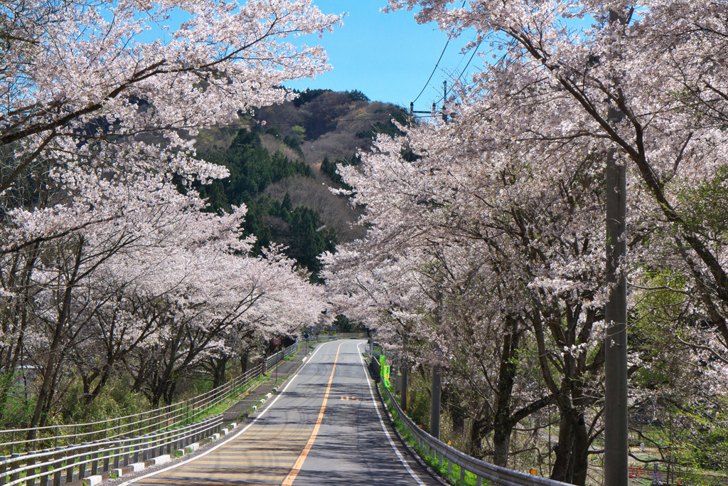 桜ロード