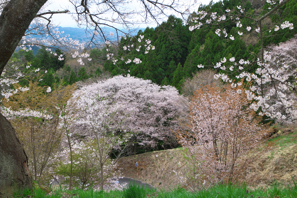 沓掛峠の山桜2