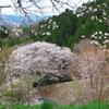 沓掛峠の山桜2
