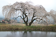 花園しだれ桜 2