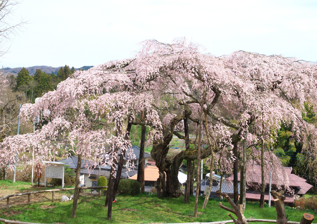 生瀬地蔵桜