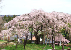 生瀬地蔵桜
