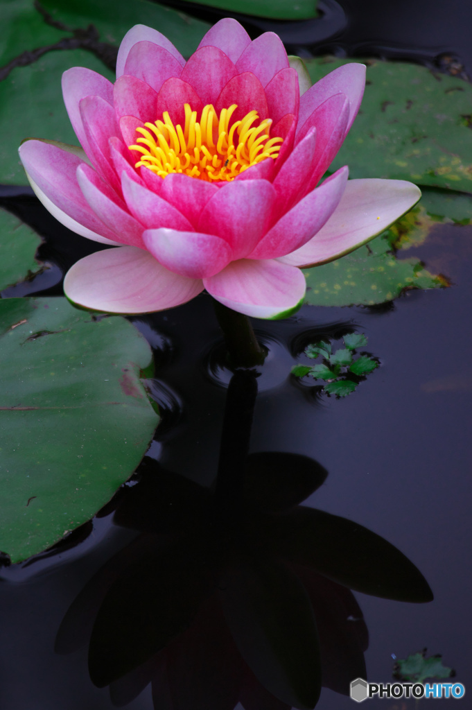 Nymphaea