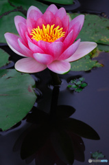 Nymphaea