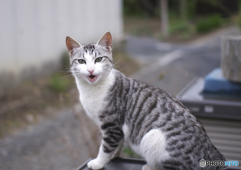 ニャンですか！
