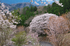 沓掛峠の山桜1