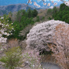 沓掛峠の山桜1