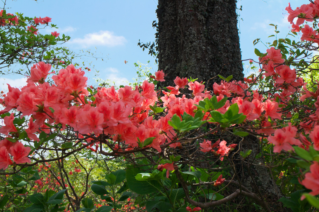 青空に花束を