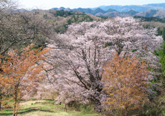 峠の山桜01