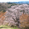 峠の山桜01