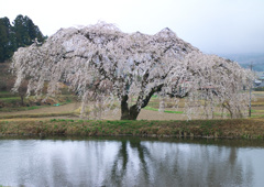 花園しだれ桜 1