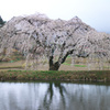 花園しだれ桜 1