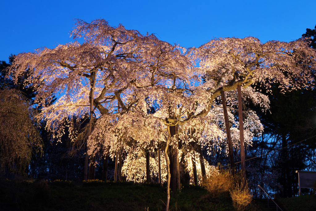 夜桜ライトアップ