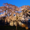 夜桜ライトアップ