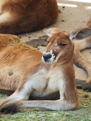 んー？なーに撮ってんの君ィ