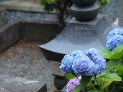 紫陽花