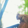 ぴかー