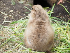 おしり