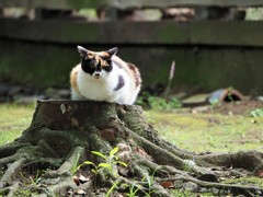 切り株猫