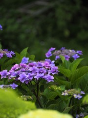 紫陽花