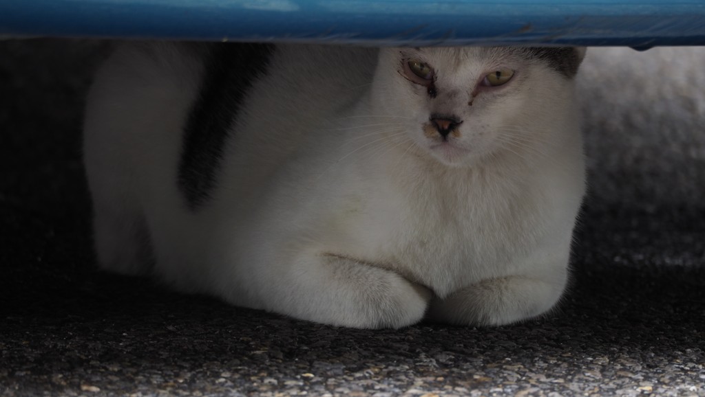警戒ねこさん