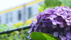 紫陽花と電車
