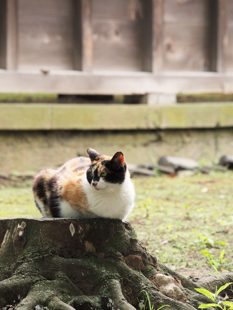 切り株猫２