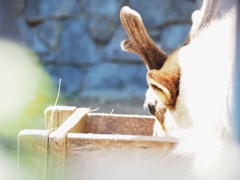 お昼時