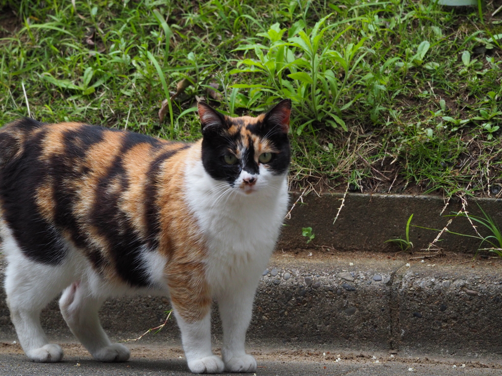 三毛猫
