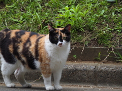 三毛猫