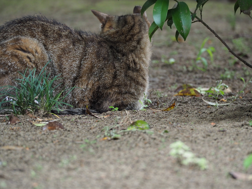 そっぽむき猫
