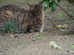 そっぽむき猫