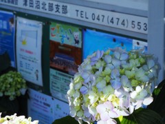 紫陽花