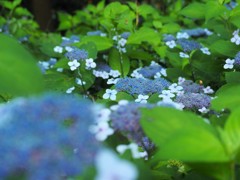 紫陽花