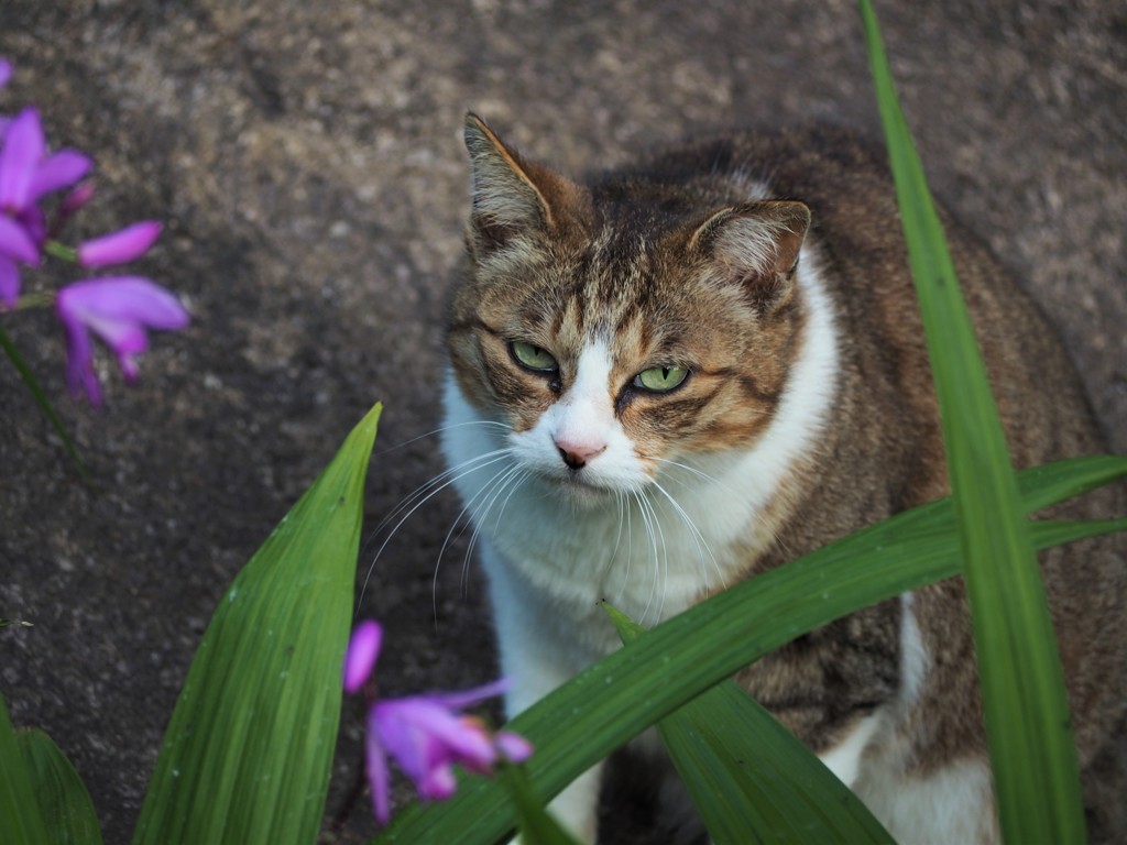 花が似合・・・わない猫