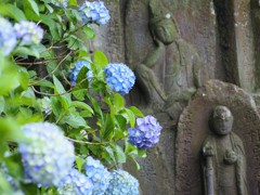 紫陽花はこういうのが合う