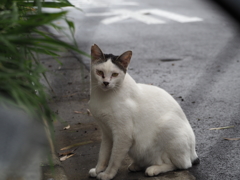 ねこさん