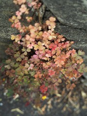 桜色の酢漿草