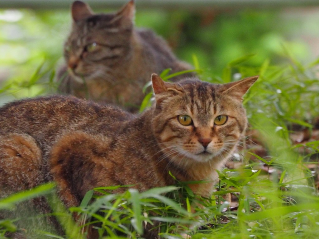 猫と猫