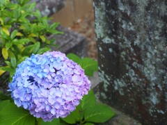 紫陽花