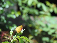 散歩中の。