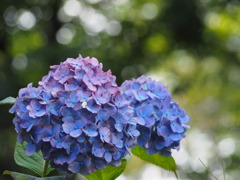 紫陽花