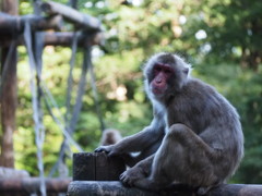 サル界のイケメン