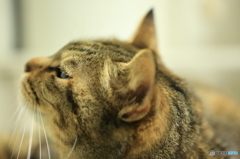 優しさ