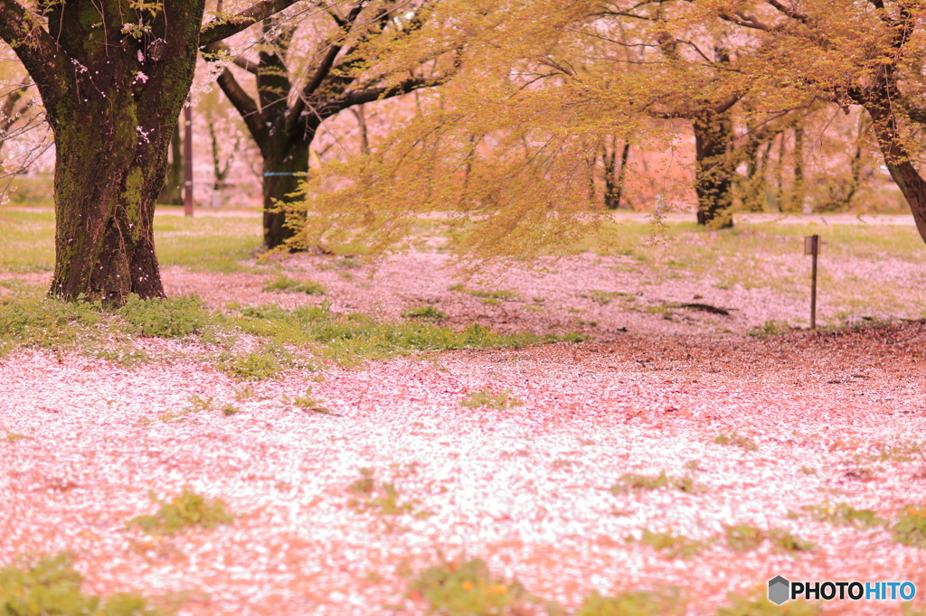 春の絨毯