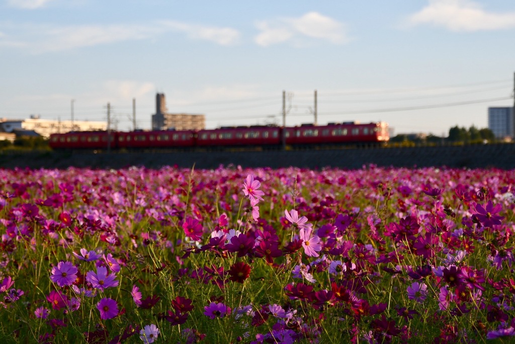 三河線と秋桜