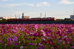三河線と秋桜